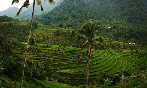 lunch-overlooking-ricefield