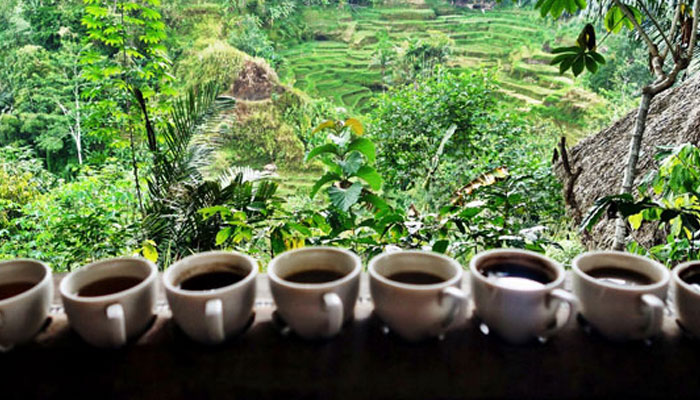 coffee-plantataion