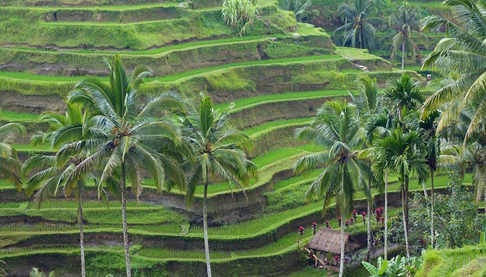 Tegalalang-Rice-Terrace
