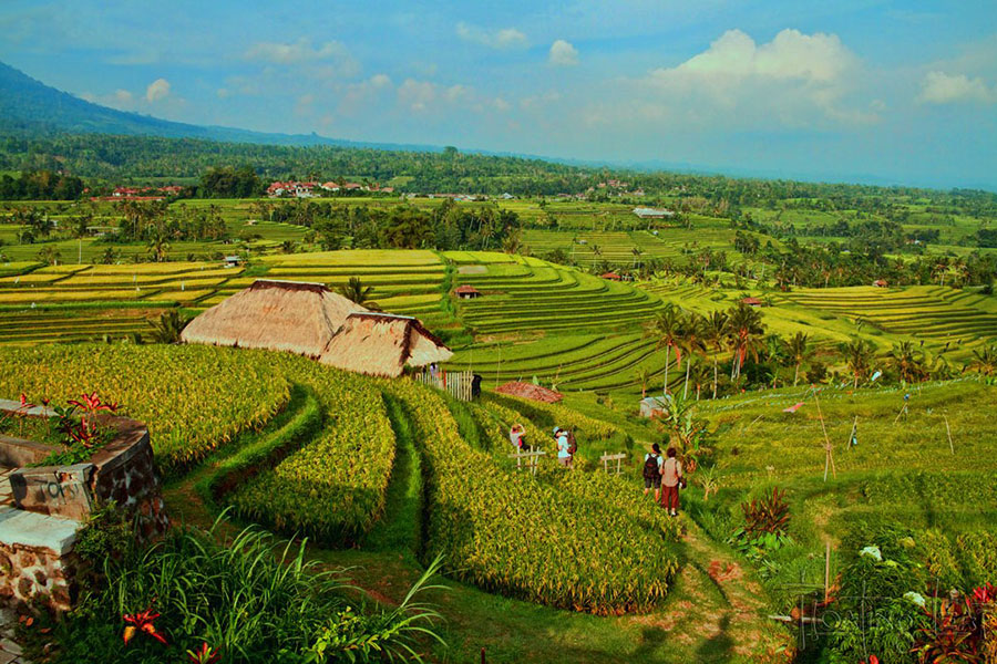 Jatiluwih